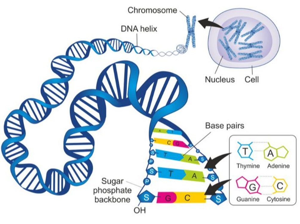 شكل الحمض النووي DNA وتركيبه