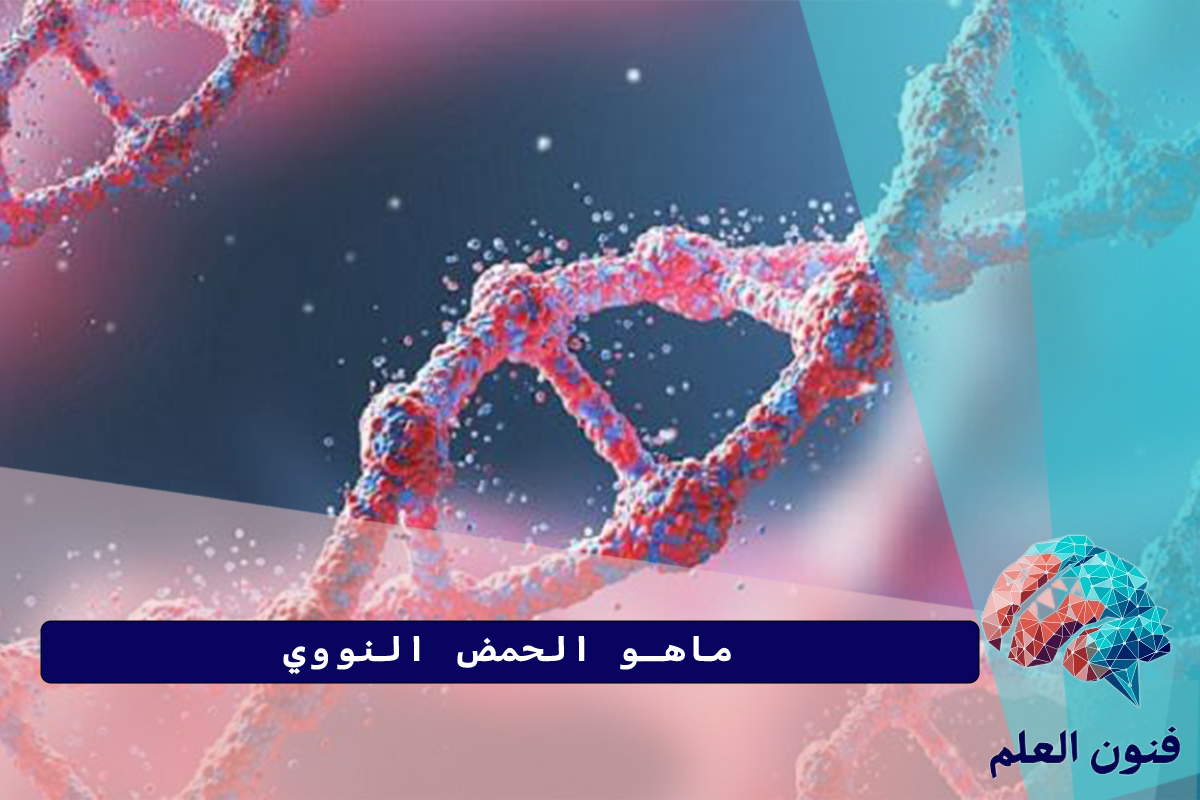 ماهو الحمض النووي