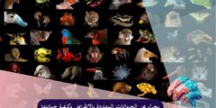 بحث عن الحيوانات المهددة بالانقراض وكيفية حمايتها