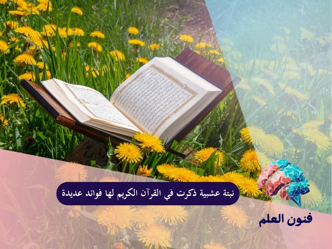 نبتة عشبية ذكرت في القرآن الكريم لها فوائد عديدة